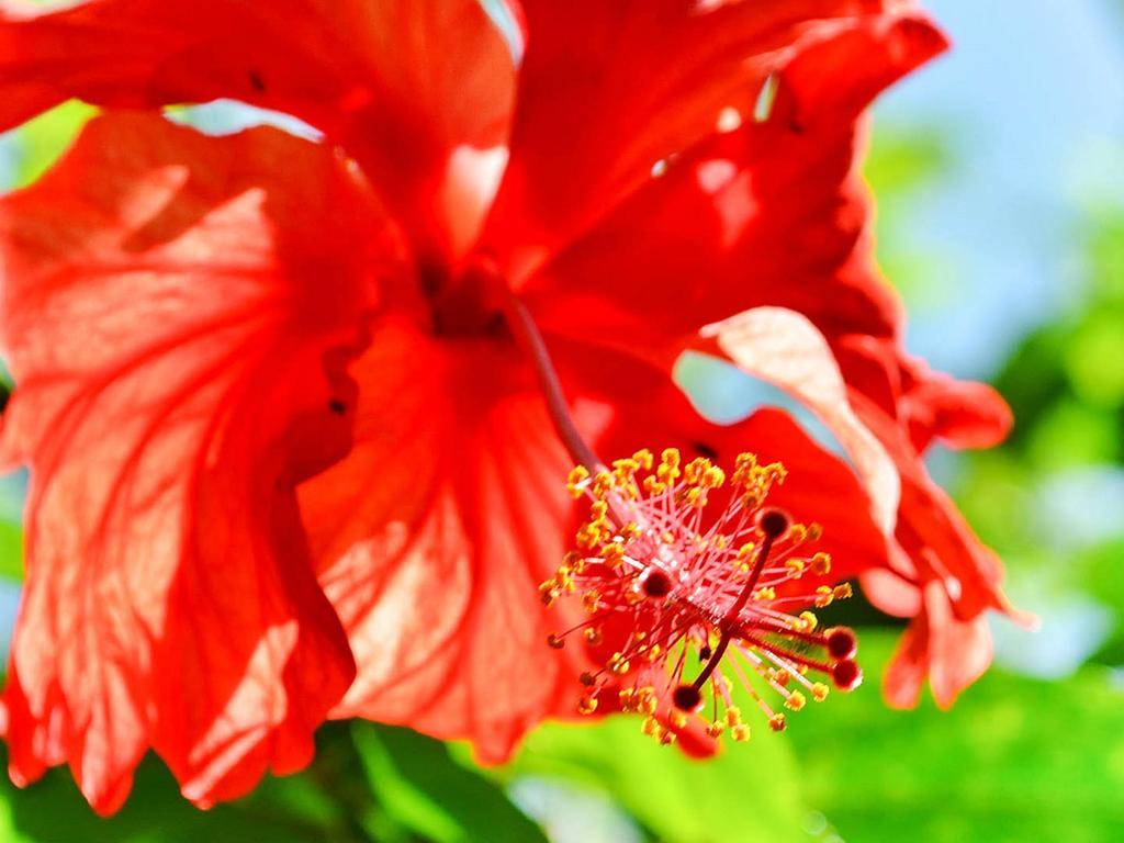 Caribe Town Bungalows Puerto Viejo de Talamanca Экстерьер фото